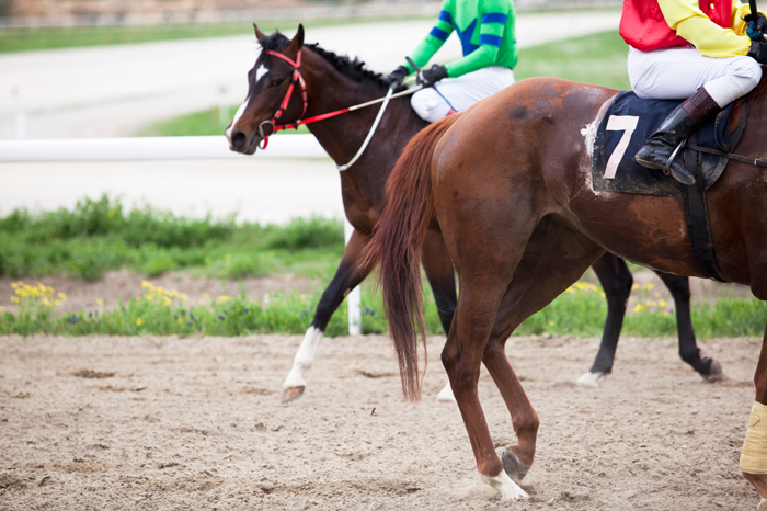 kozzi-Horse_racing-700